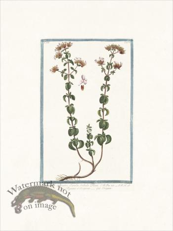 Bonelli 275 Wild Marjoram